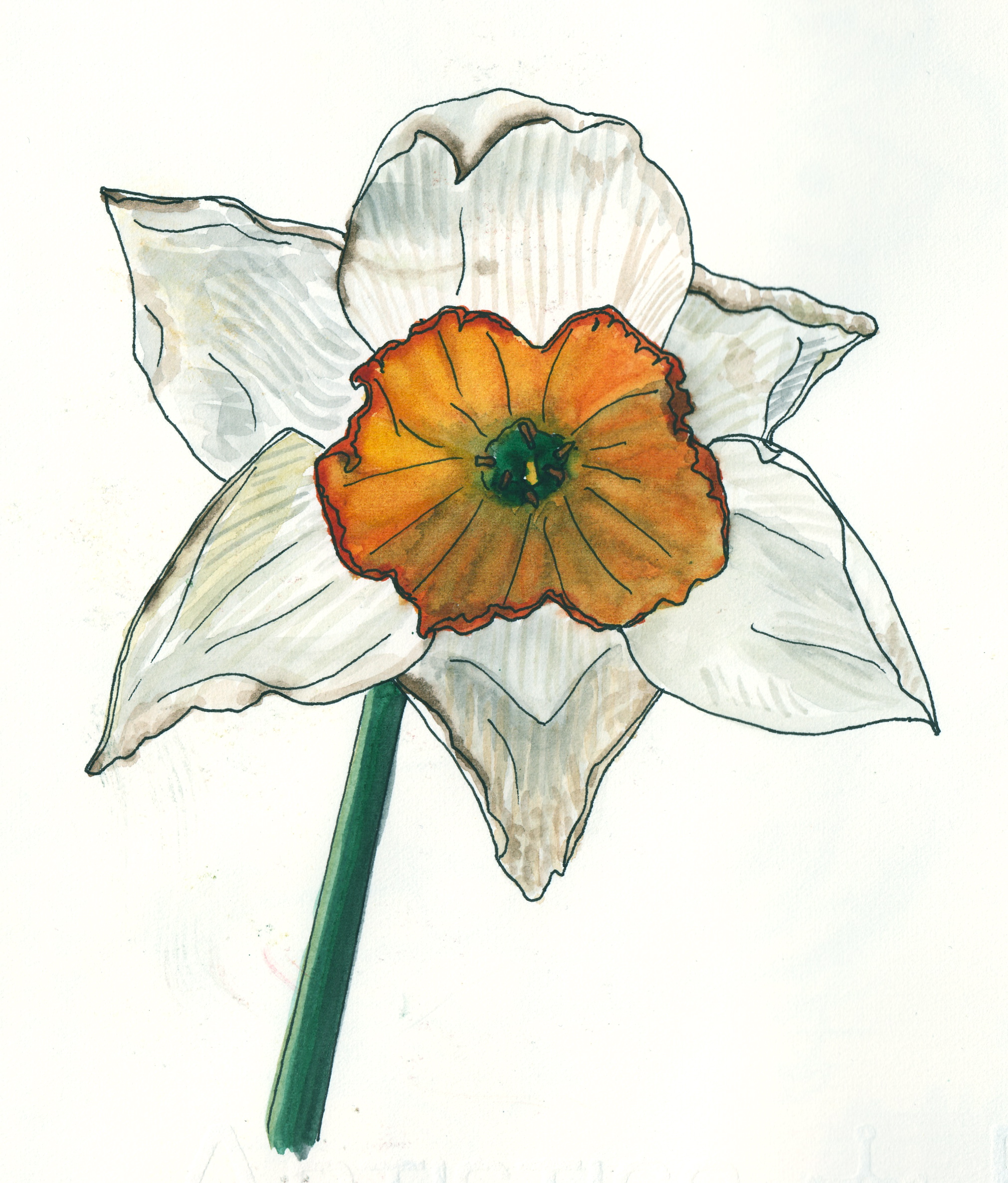 Daffodils Drawing Realistic Sketch