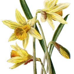 Daffodils Drawing Sketch