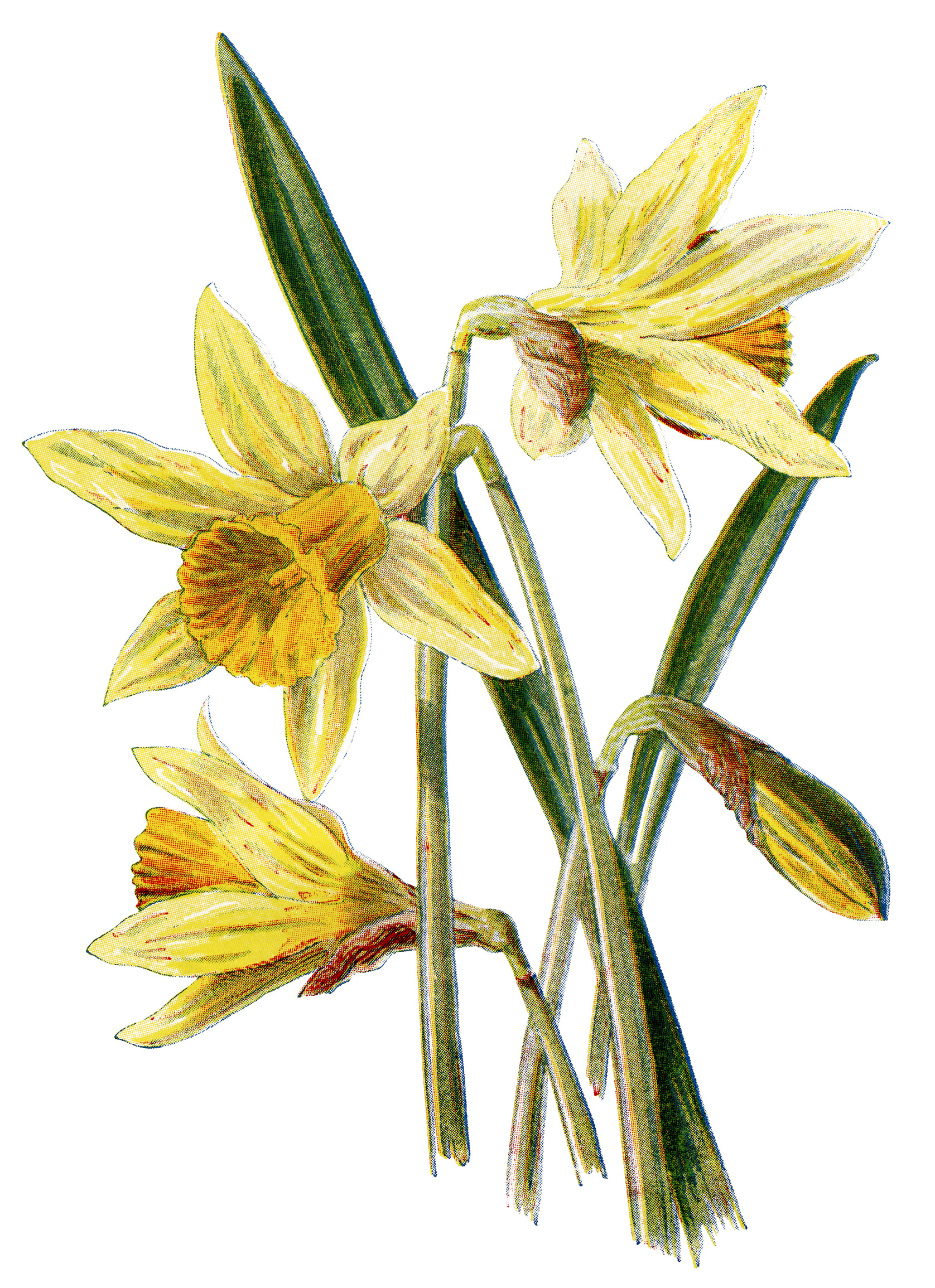 Daffodils Drawing Sketch