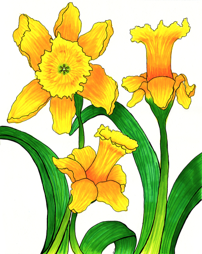 Daffodils, Serenity, Beauty, Nature, Inspiration Drawing