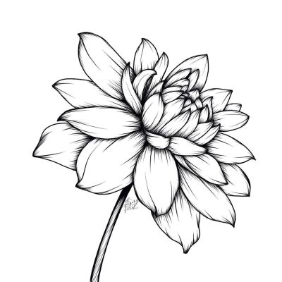 Flower, Petal, Flora, Bloom, Blossom Drawing