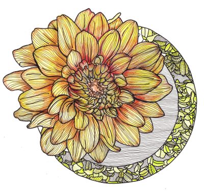 Flower, Petal, Flora, Bloom, Blossom Drawing