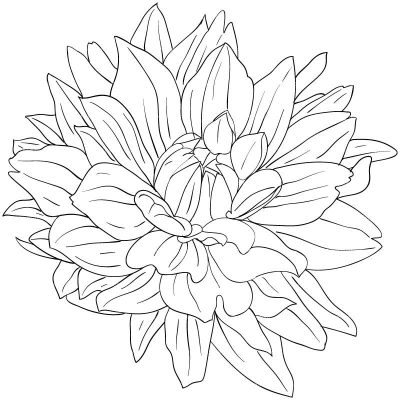 Dahlia, Colorful, Garden, Bloom, Flower Drawing