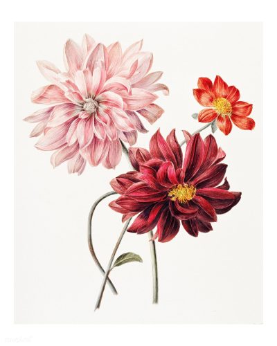 Dahlia, Colorful, Garden, Blooms, Flower Drawing