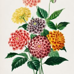 Dahlia Drawing Fine Art