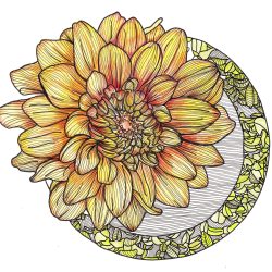 Dahlia Drawing Intricate Artwork