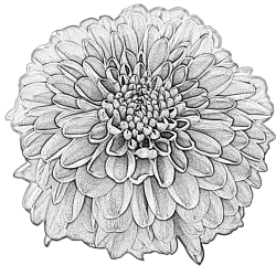 Dahlia Drawing Stunning Sketch