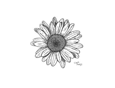 Flower, Petal, Flora, Bloom, Blossom Drawing