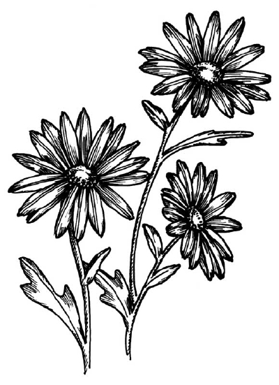 Flower, Petal, Flora, Bloom, Blossom Drawing