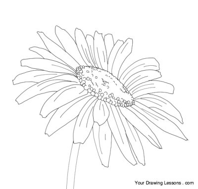 Flower, Petal, Flora, Bloom, Blossom Drawing