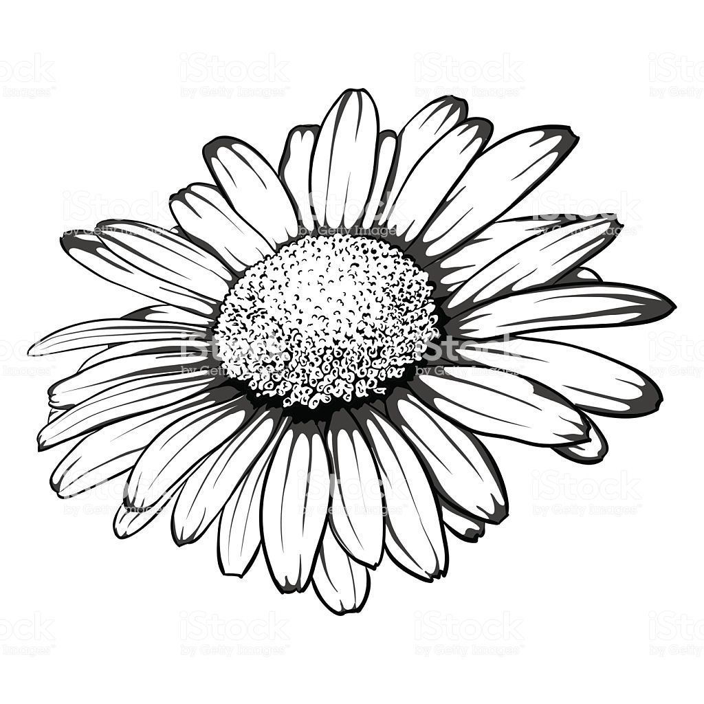 Daisy Flower Drawing Amazing Sketch
