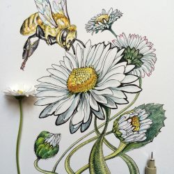 Daisy Flower Drawing Creative Style