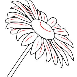 Daisy Flower Drawing Hand drawn