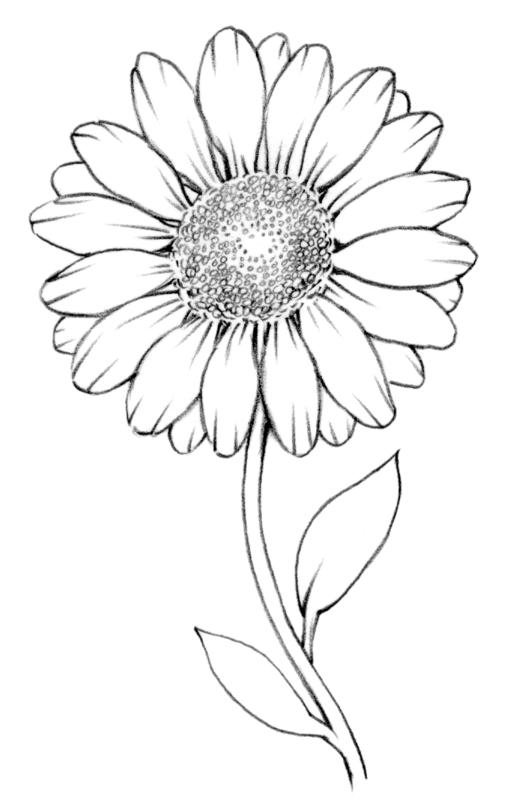 Daisy Flower Drawing Hand drawn Sketch