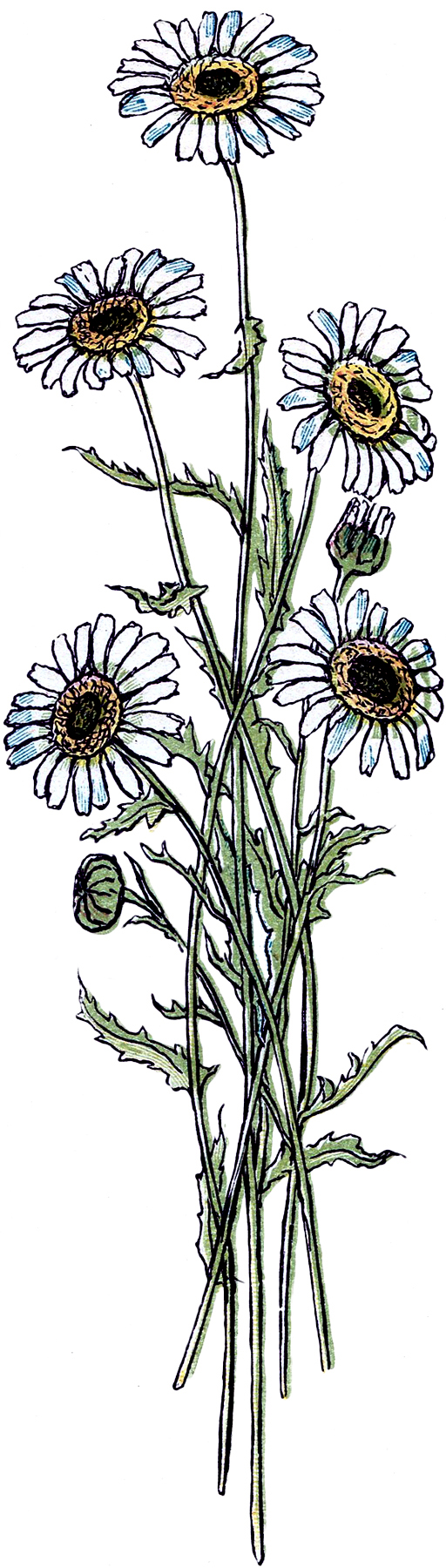 Daisy Flower Drawing Image