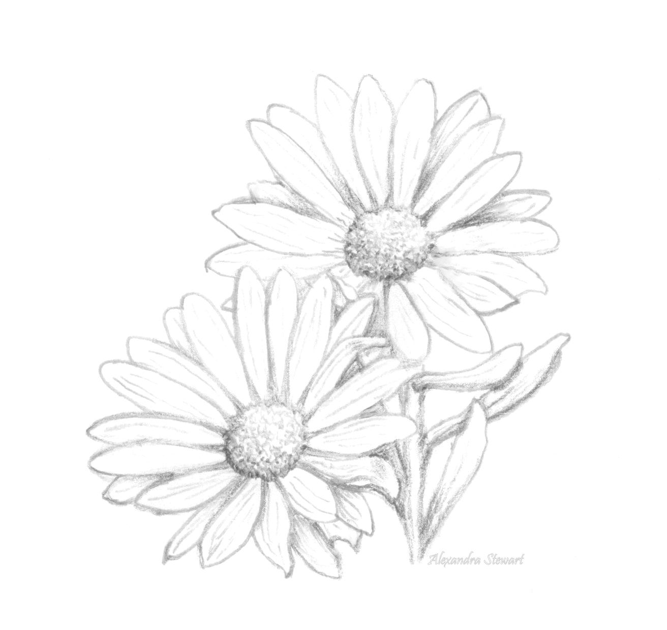 Daisy Flower Drawing Intricate Artwork