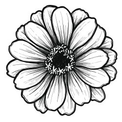Daisy Flower Drawing Modern Sketch