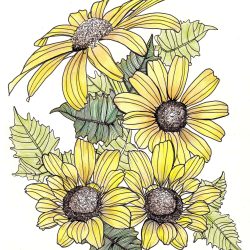 Daisy Flower Drawing Photo