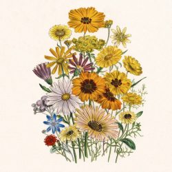 Daisy Flower Drawing Picture