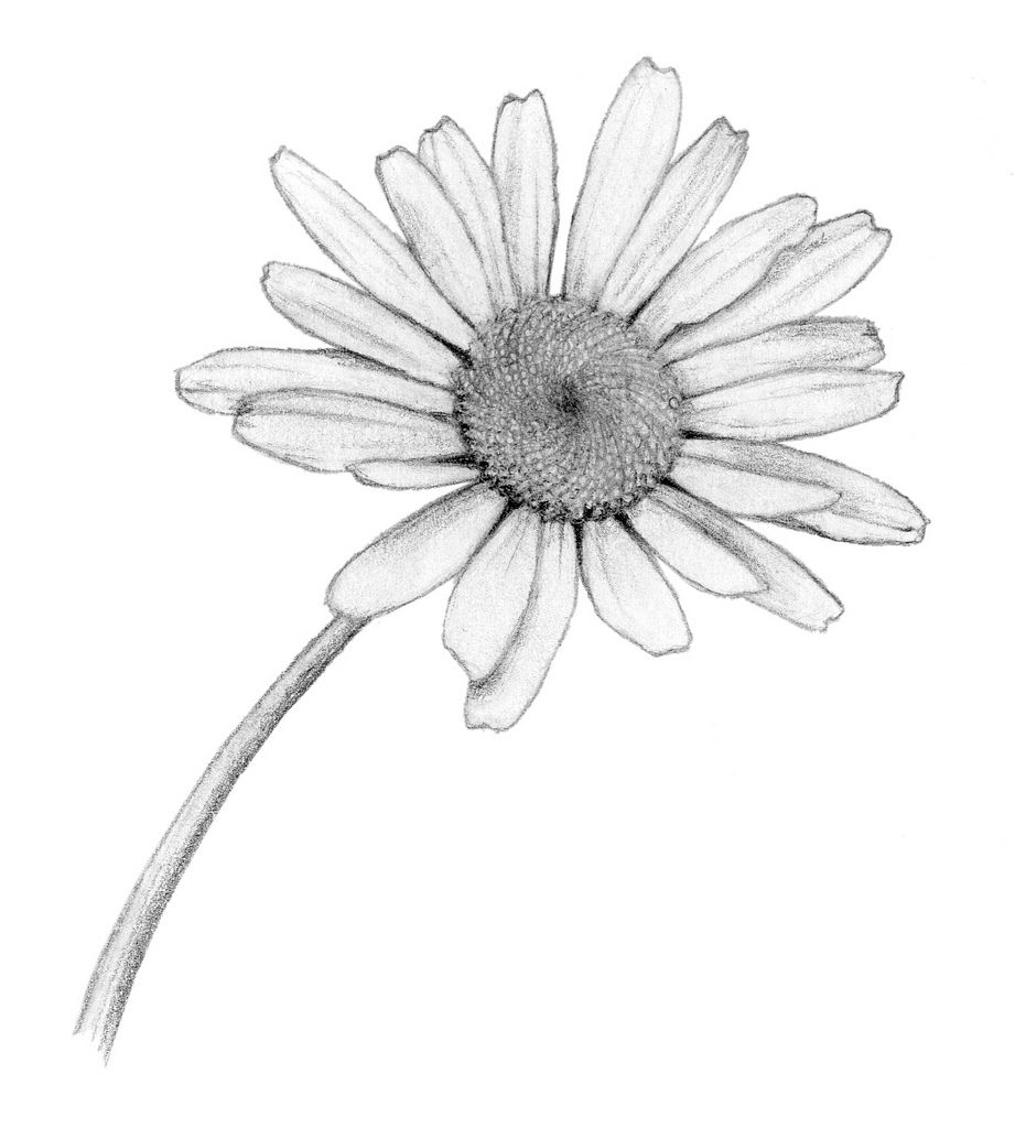 Daisy Flower Drawing Realistic Sketch