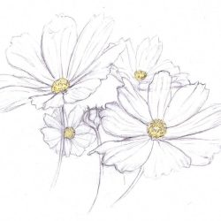 Daisy Flower Drawing Stunning Sketch