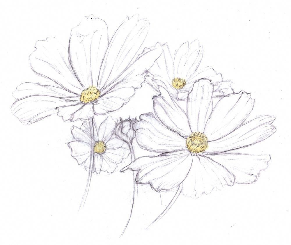 Daisy Flower Drawing Stunning Sketch