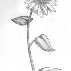 Daisy Flower Drawing Unique Art