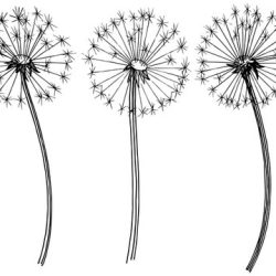 Dandelion Drawing