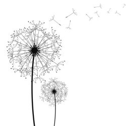 Dandelion Drawing Amazing Sketch