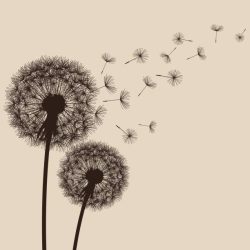 Dandelion Drawing Art