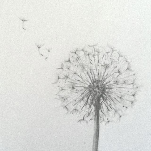 Dandelion Drawing Artistic Sketching
