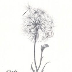 Dandelion Drawing Creative Style