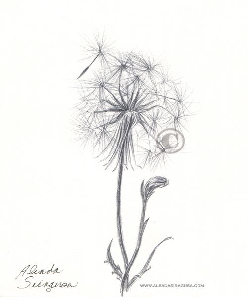Dandelion Drawing Creative Style
