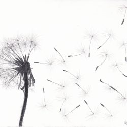 Dandelion Drawing Modern Sketch