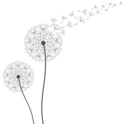 Dandelion Drawing Realistic Sketch