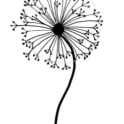 Dandelion Drawing Sketch