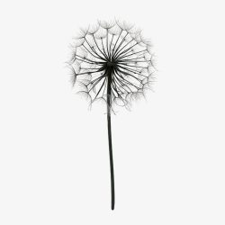 Dandelion Drawing Stunning Sketch