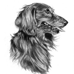 Daschund Drawing