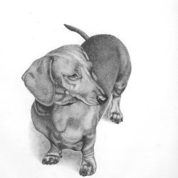 Daschund Drawing Amazing Sketch