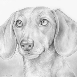 Daschund Drawing Art