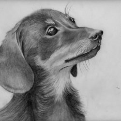 Daschund Drawing Artistic Sketching