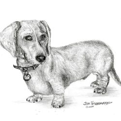 Daschund Drawing Intricate Artwork