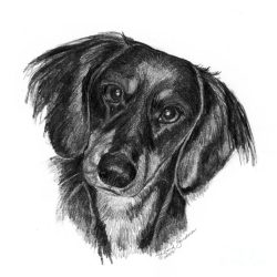 Daschund Drawing Modern Sketch