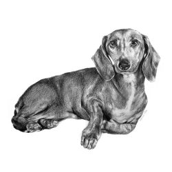 Daschund Drawing Realistic Sketch