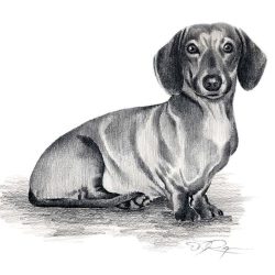 Daschund Drawing Sketch