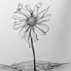 Dead Flower Drawing Amazing Sketch