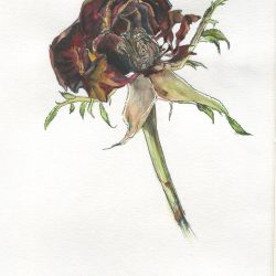 Dead Flower Drawing Detailed Sketch