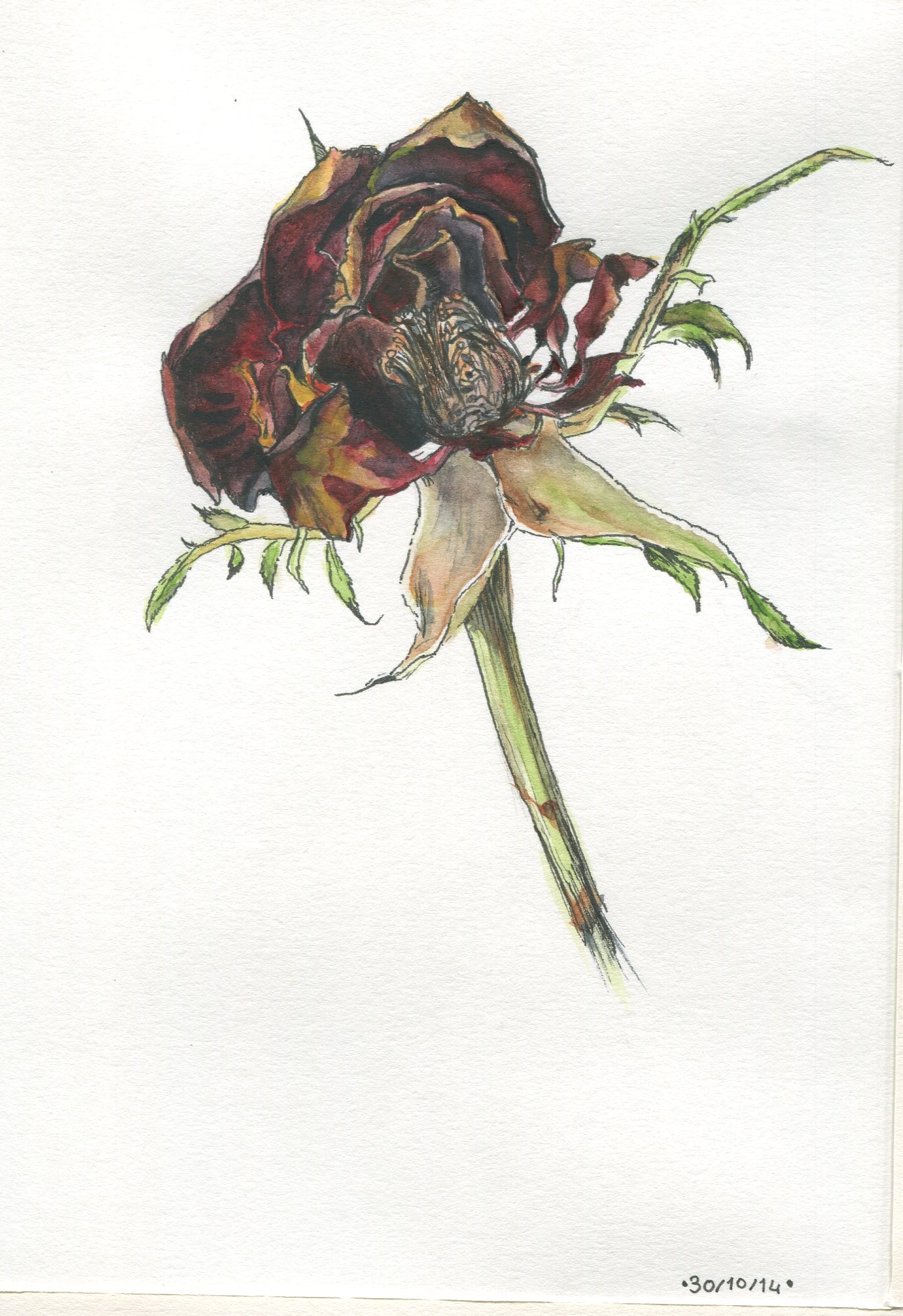 Dead Flower Drawing Detailed Sketch