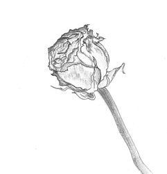 Dead Flower Drawing Fine Art