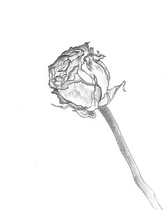 Dead Flower Drawing Fine Art
